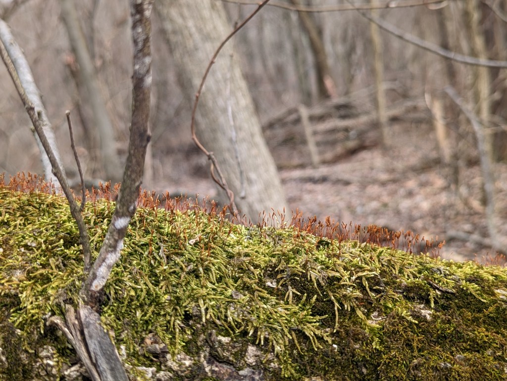 Close up of moss to try to show how soft it is. Those long spikey reddish brown bits are teeny little moss hairs that are super soft!